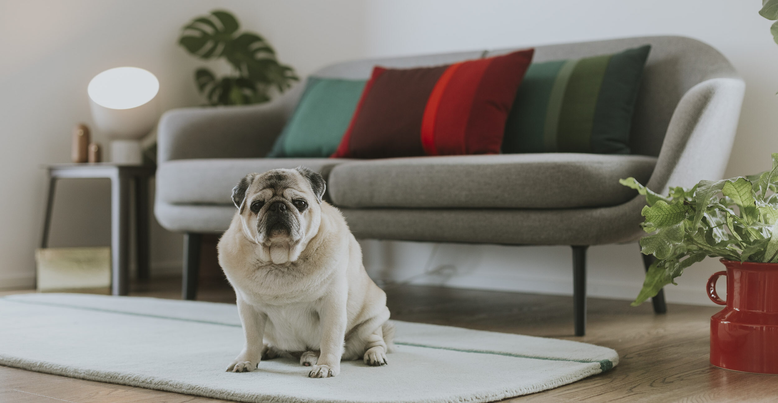 Mājdzīvniekiem draudzīga māja - Lumi Majas Riga