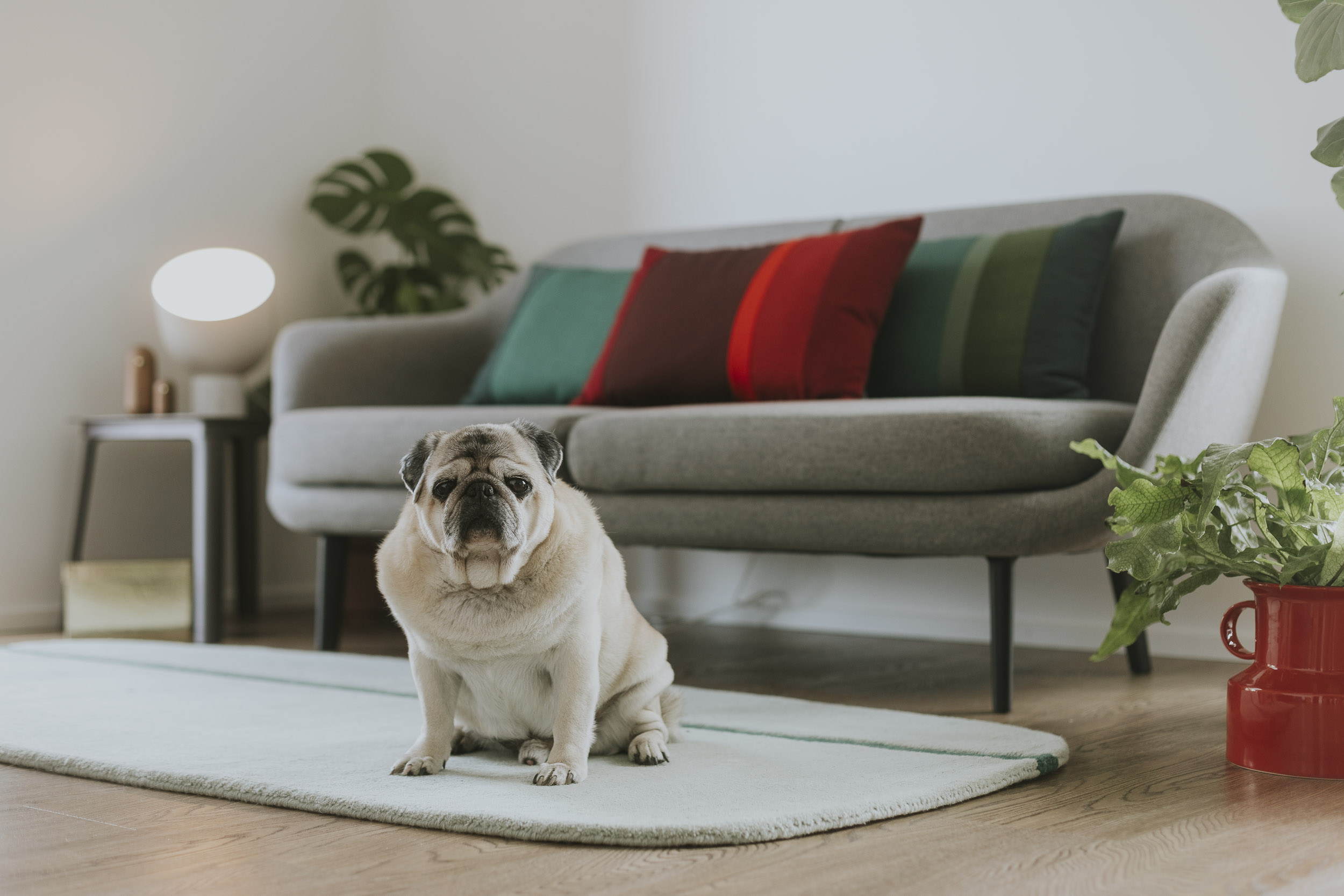 Mājdzīvniekiem draudzīga māja - Lumi Majas Riga